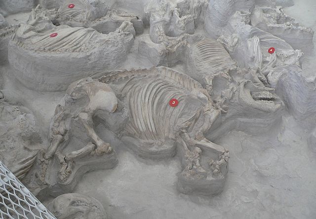 Ashfall Fossil Beds: a Teleoceras female and her calf.