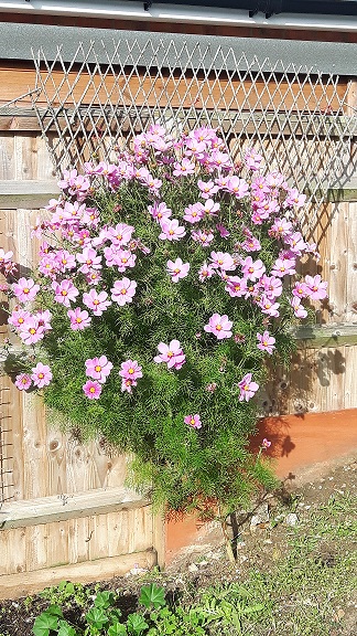 All from one little seed! No wonder it's called 'Cosmos'!! (cosmos sulphureus)