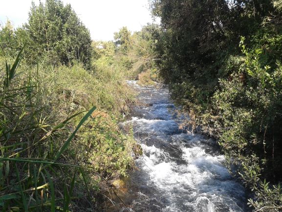 Fresh waters in the north of Israel. Charles Gardner