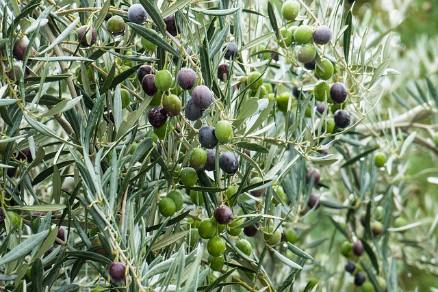 Olive branches       (photo pixabay)