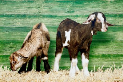 High Holy Days 2: Yom Kippur