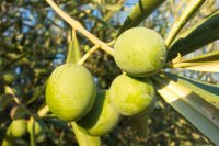 CIJ XXXII: Roots and Fruit