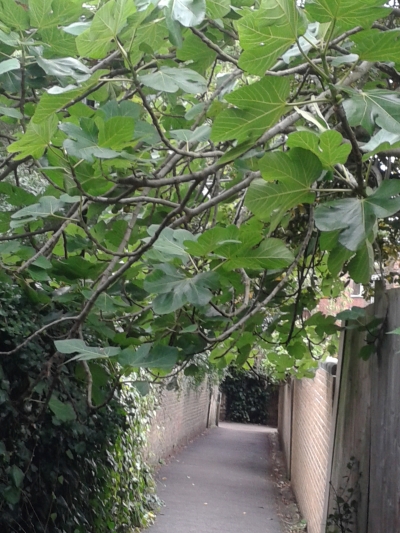 Fig Tree